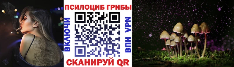 где купить наркотик  Зима  Галлюциногенные грибы Cubensis 